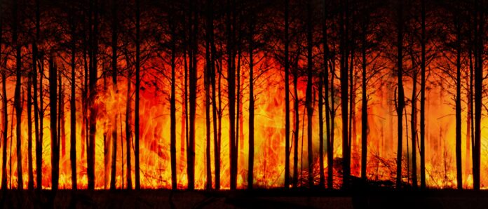 forest fire, forest, climate change