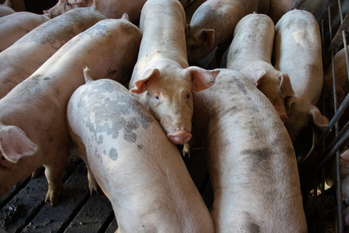 Swine of pigs in pigpen