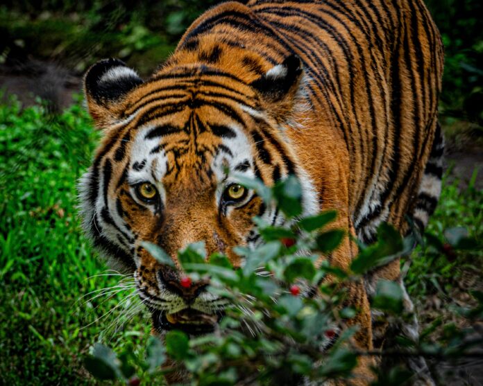 brown and black tiger on green grass during daytime