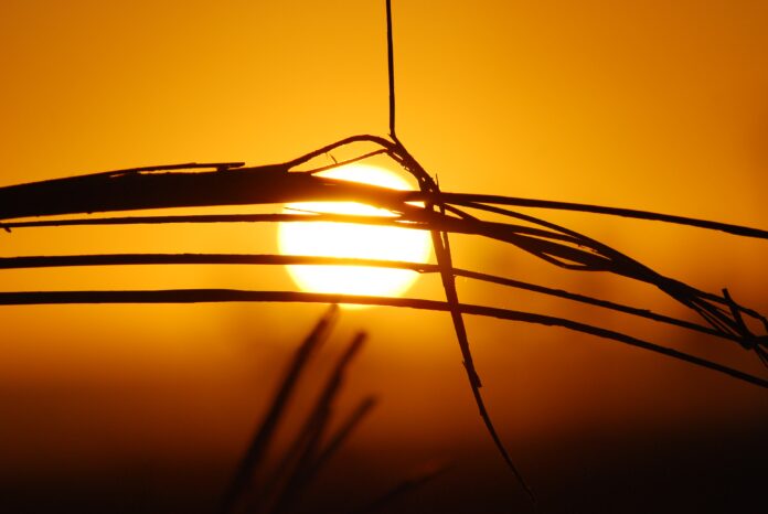 silhouette of grass under sunset