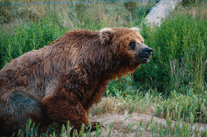 Photo of wet brown grizzly bear sitting